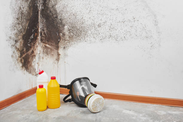 Best Mold Removal Company Near Me  in Floydada, TX