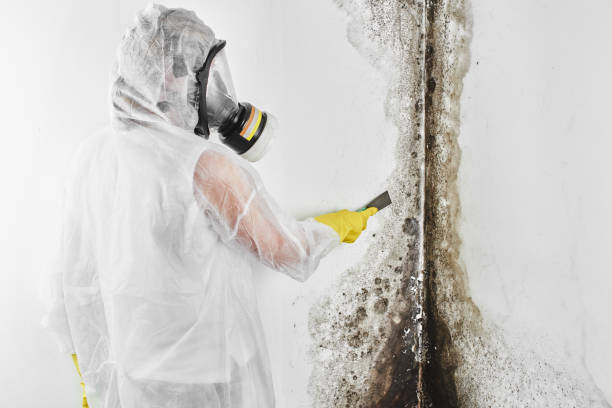 Mold Removal and Inspection in Floydada, TX