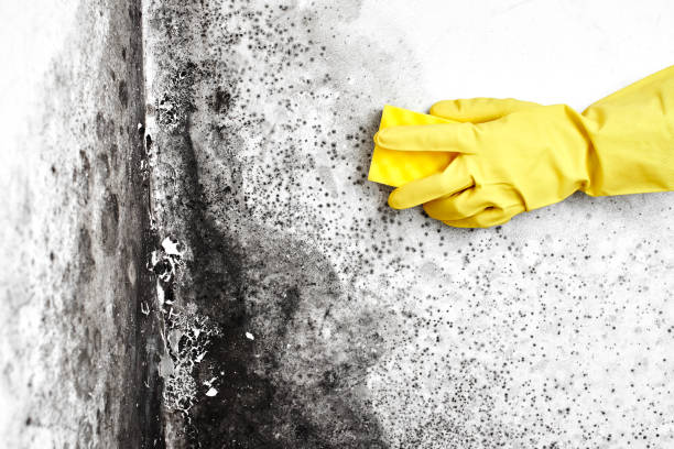 Best Mold Removal Company Near Me  in Floydada, TX