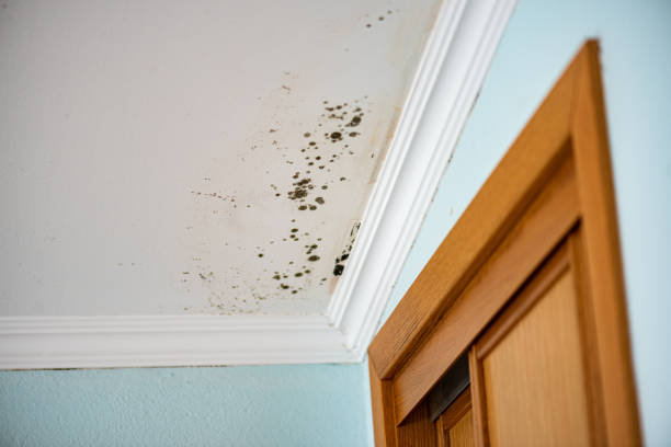 Best Mold Damage Repair  in Floydada, TX