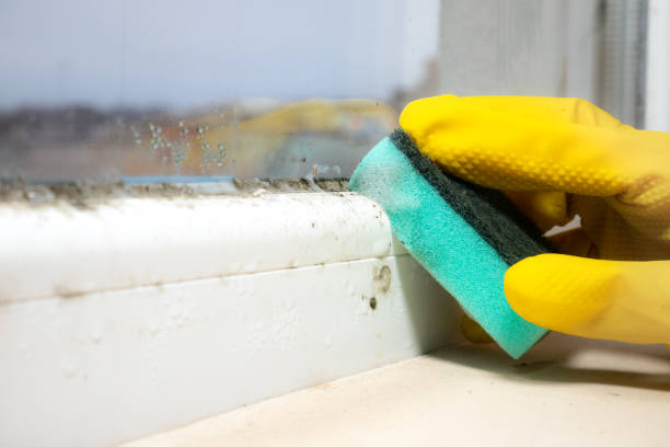 Best Black Mold Removal  in Floydada, TX