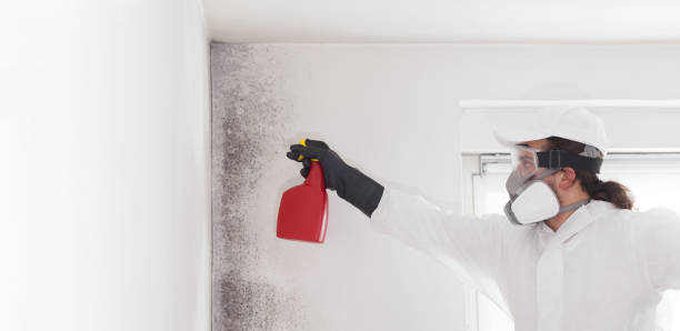 Mold Removal and Inspection in Floydada, TX