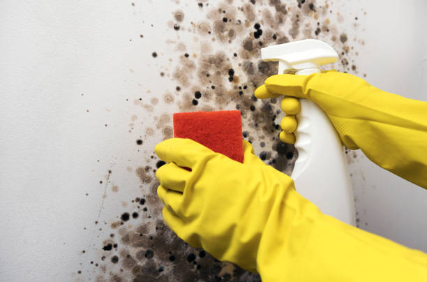 Best Mold Remediation  in Floydada, TX