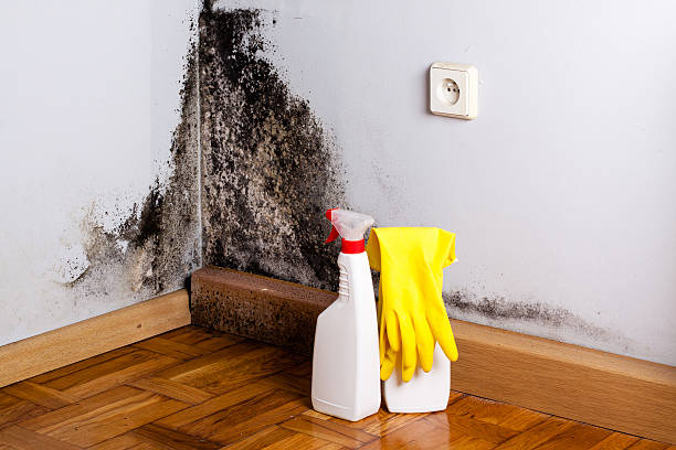 Best Fast Mold Removal  in Floydada, TX