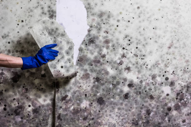 Best Mold Damage Repair  in Floydada, TX