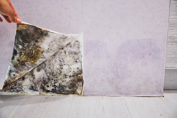 Water Damage Restoration in Floydada, TX